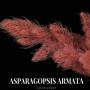 asparagopsis armata - algue rouge