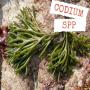 codium spp