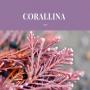 corallina spp - algue rouge