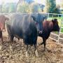 viande bovine  française aubrac,  charolais,  angus