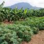 plantains et manioc du moungo (cameroun) 