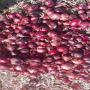 dark red double skin 35-45mm onion