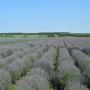 lavender oil (lavandula augustifolia)