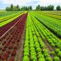 recherche expert agriculture biologique