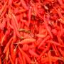 production de gombo et de piment