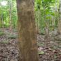 10 hectares de bois teck (20 ans)