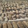 dried sea cucumbers