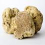 truffe blanche d alba,  tuber magnatum