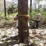 vente d'une forêt de teck 18 ans au costa rica 