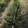 aloe vera gousse et gel