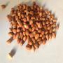 peanuts and groundnut sudan