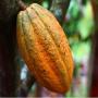 cabosses de cacao