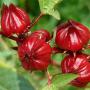  vente l’hibiscus séché (bissap)