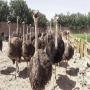 healthy new  ostrich chicks  and eggs for sale