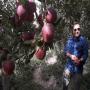 coopérative pomme alhzouz marrakech 