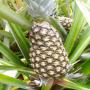 produits tropicaux au bénin