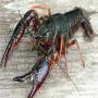 live crawfish crayfish from egypt 