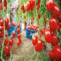  les tomates,  pommes de terre et oignons marocain