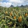 nous disposons d'une très bonne qualité d'ananas 