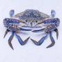 swimming blue crabe