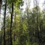 vente de foret pour création de plantation