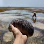 sea cucumber