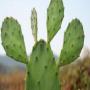 poudre cactus (nopal ) 