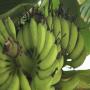 offre de banane plantain