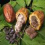 cacao  et produits derivés