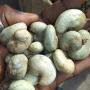 looking raw cashew nut buyers