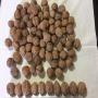 walnut in shell crop 2020 origine ukraine