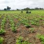 projet de plantation d'agrumes en côte d'ivoire