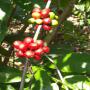 café mexicain de chiapas 