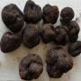 truffle mushrooms supplier 