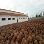 herbes non transforme, pomme de pin, cana de azucar