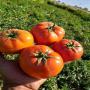 nous recherchons un acheteur de tous les légumes 