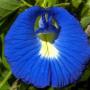 graines de clitoria ternatea dits pois bleu