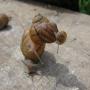 reproducteurs d'escargots petits gris