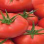 tomates sungenta dafnis-f1,  300 tonnes grossiste