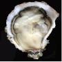 french oysters exportations 