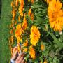 fleurs de calendula orange séchées biologiques