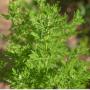 artemisia annua 