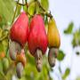  tropical products like cashew,  shea nuts,  corn