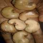 sell raw cashew nuts bissau origin