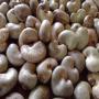 west africa raw cashew nuts producer