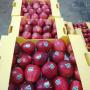 red and green apples  for export..