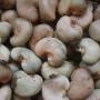 africa raw cashew nuts supplier