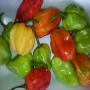 piment vert bio