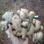 vietnam ginger supplier is 1st in vietnam