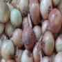 spanish yellow onions new harvest high quality 